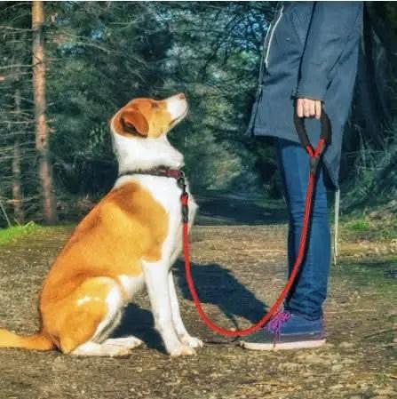 Reflective Dog Leash Nylon Pet Dog Leash Rope - 
